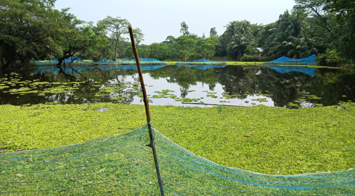বন্যায় নিঃস্ব মাছ চাষিরা দেনার ভারে দিশেহারা